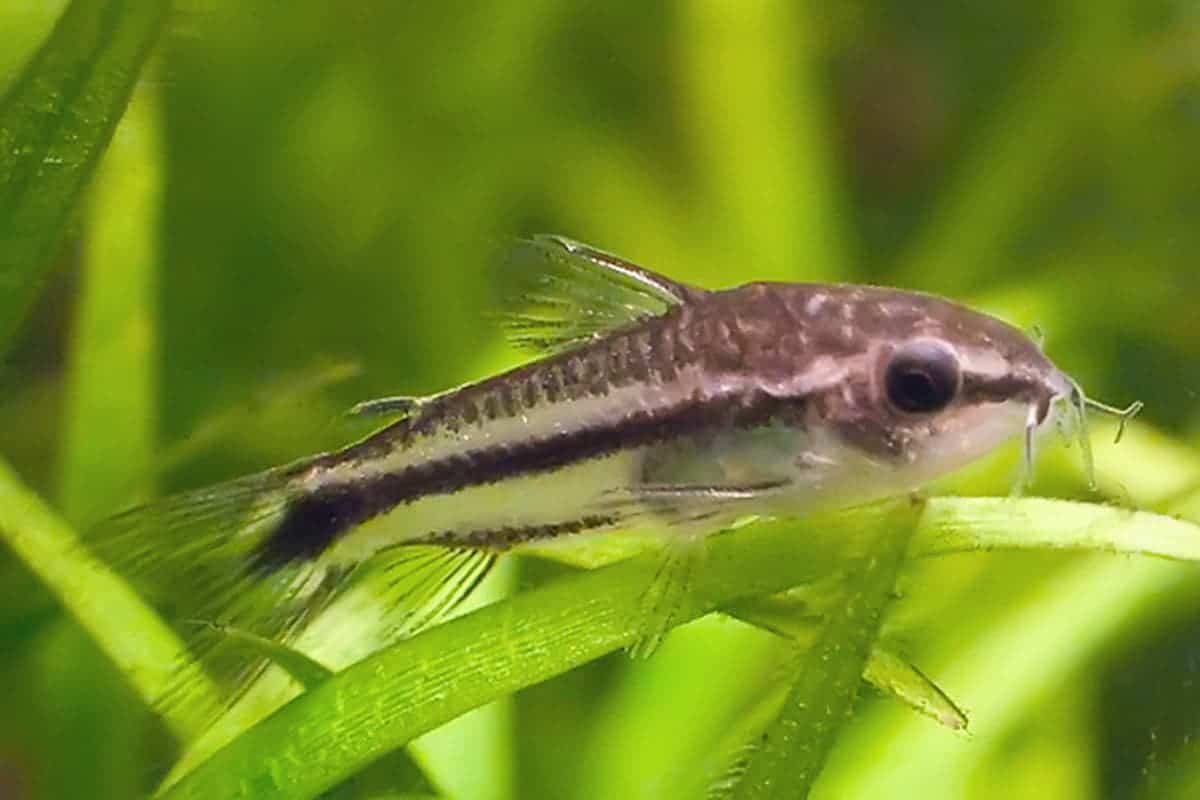 Pigme Corydoras 2-2,5cm 10 adet