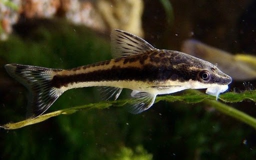 Otocinclus Affinis 3-4cm (5 adet)