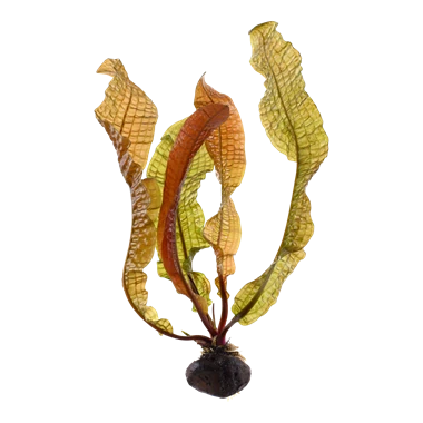 Aponogeton Boivinianus