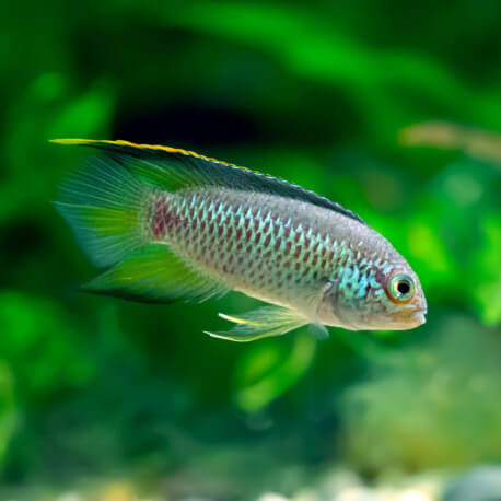 Nannacara Anomala 3,5-4cm 4 adet