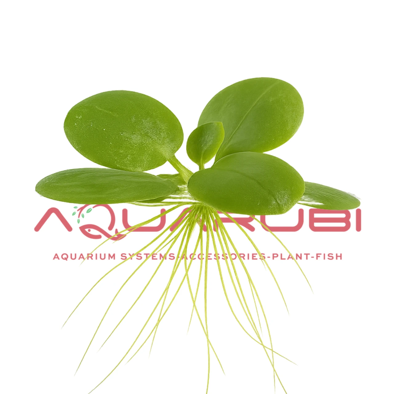 Limnobium Laevigatum (Frogbit)