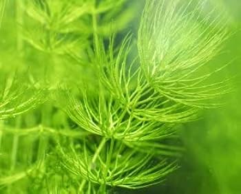 Ceratophyllum Demersum (Tilki Kuyruğu)