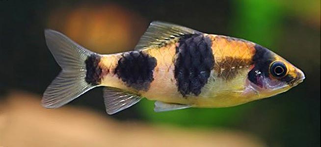 Melon Barb (10 Adet)