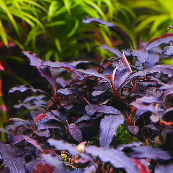 Bucephalandra Brownie Purple 