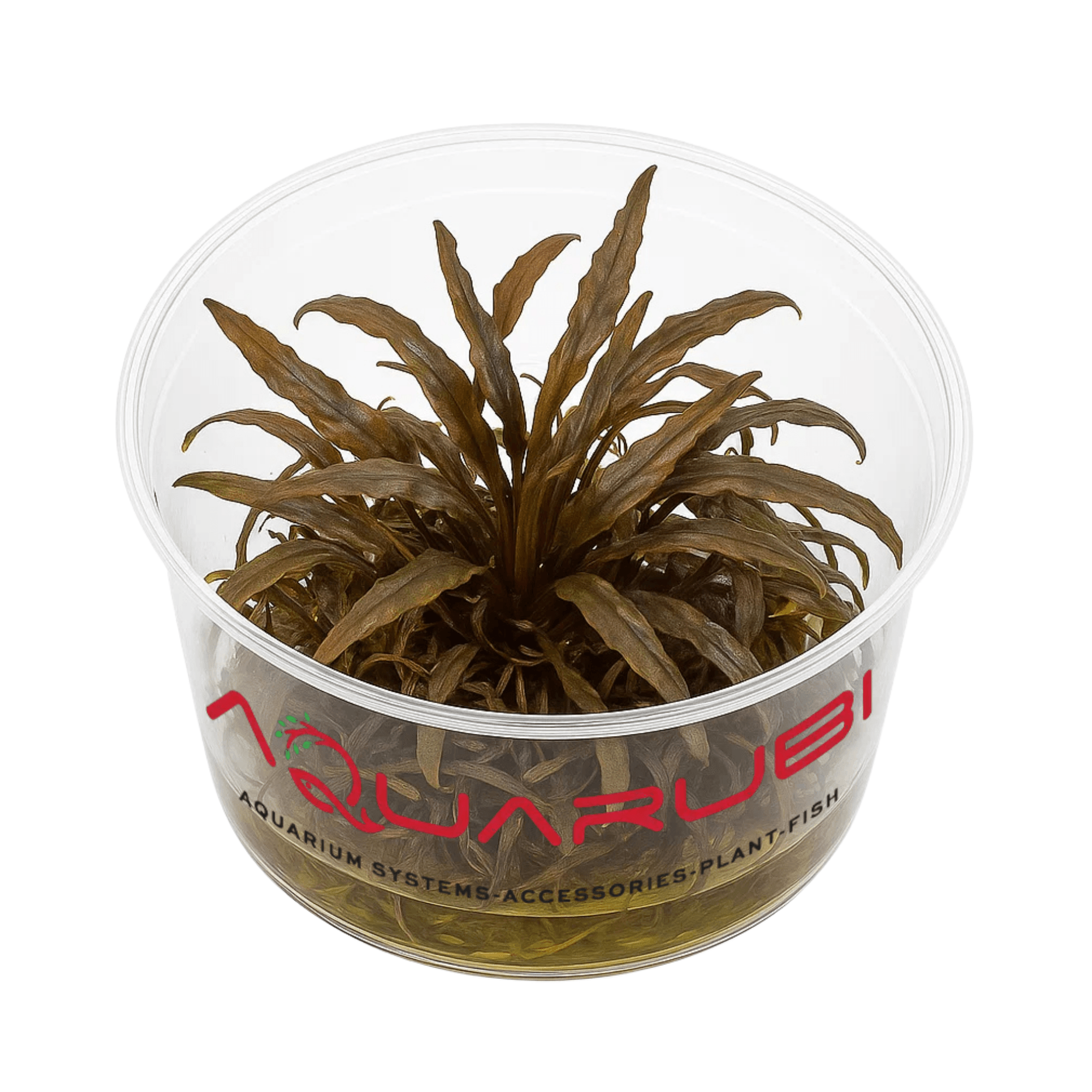 Cryptocoryne Nurii T/C Mini Cup