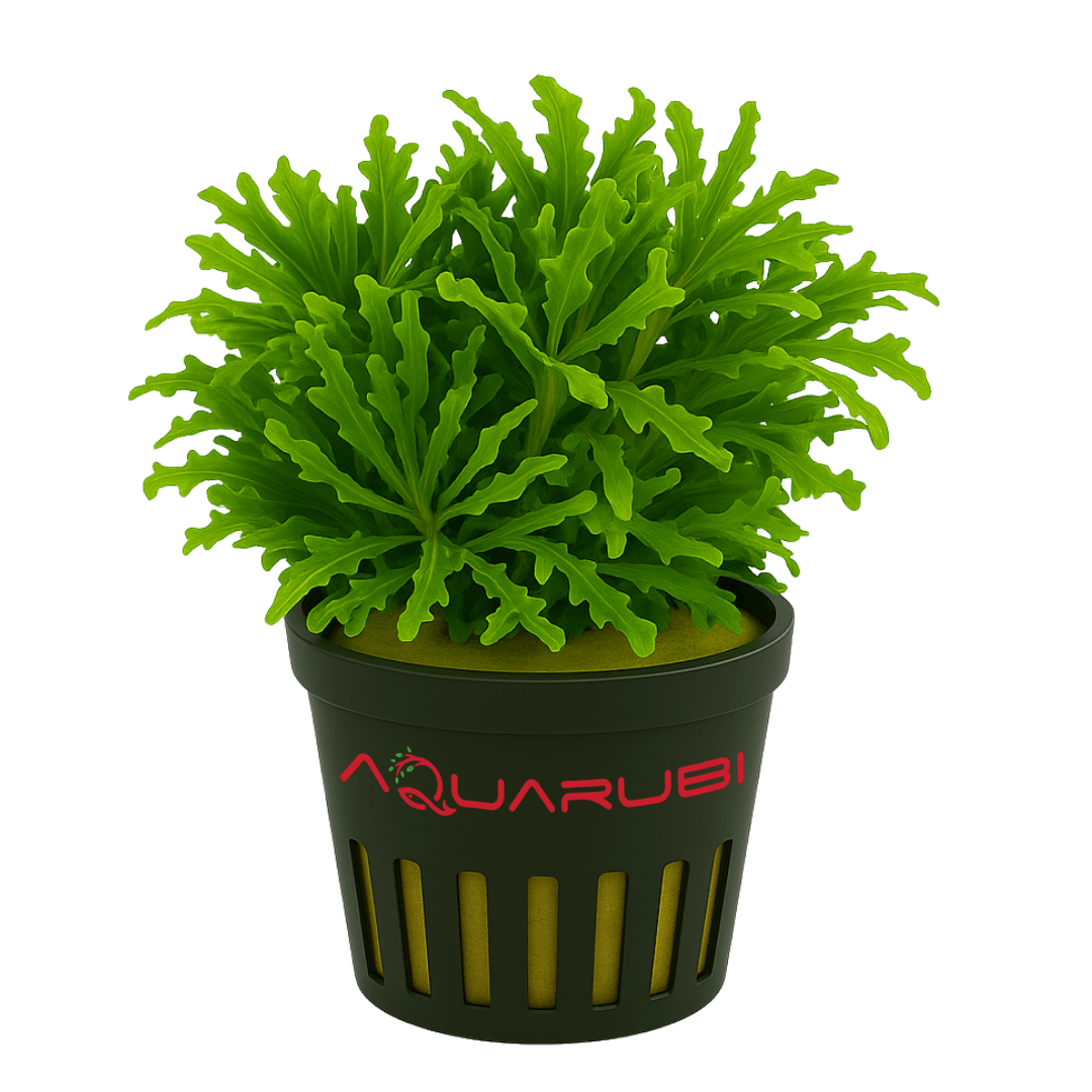 Pogostemon Helferi Vitro (APC)