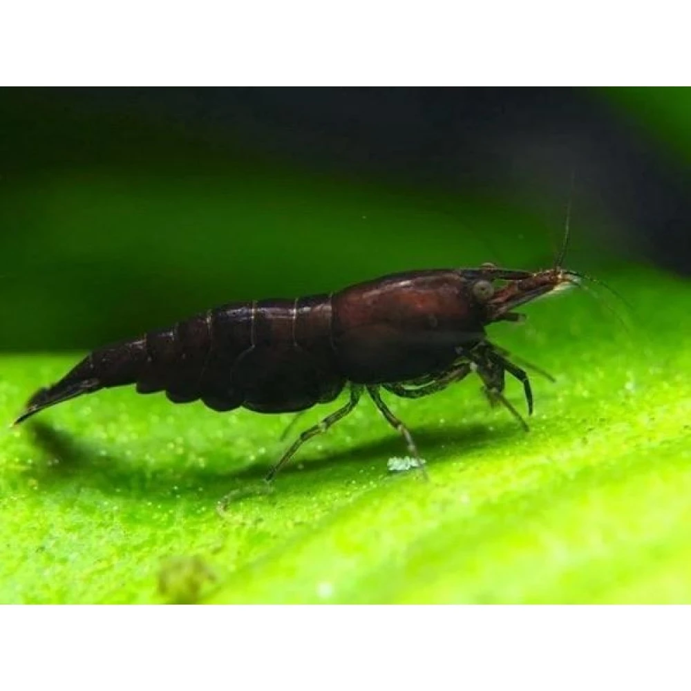 Siyah Gül Karides 1-1,5 cm 10'lu koloni