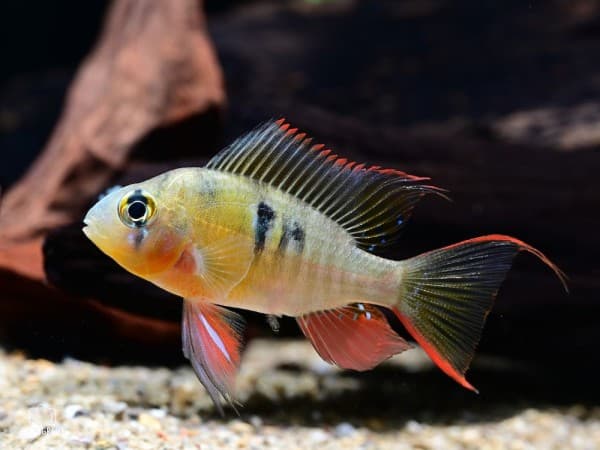 Bolivian Ramirezi 3-4cm (5 Adet)