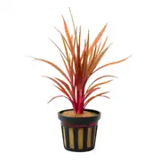 Eriocaulon