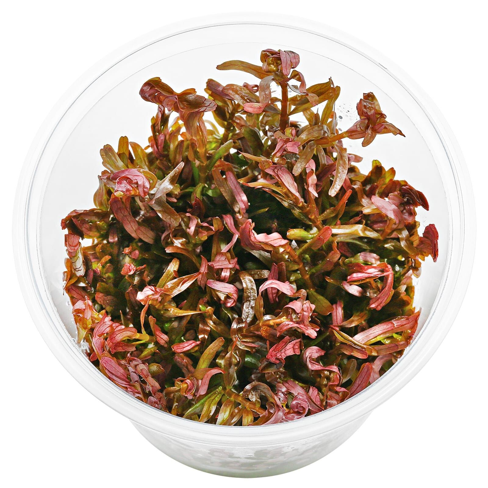Rotala Blood Red Vitro (apc)
