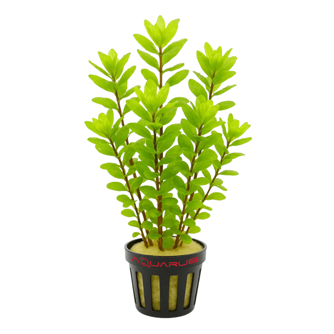 Rotala Sahyadrica