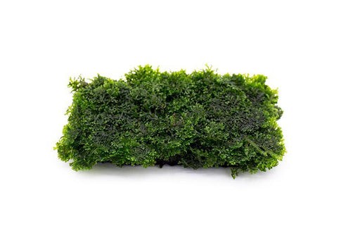 Mini Pellia Moss (Riccardia Chamedryfolia)