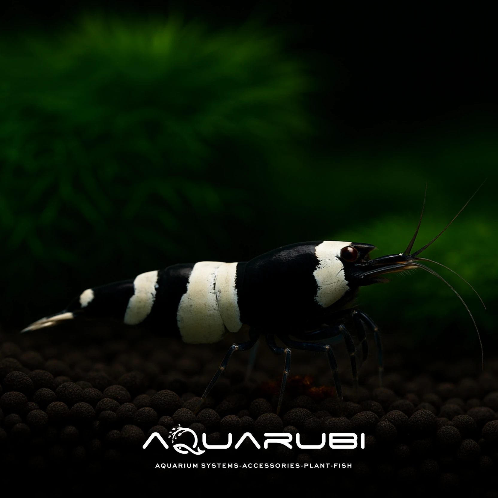 Taiwan Bee Panda 1-1,2 cm