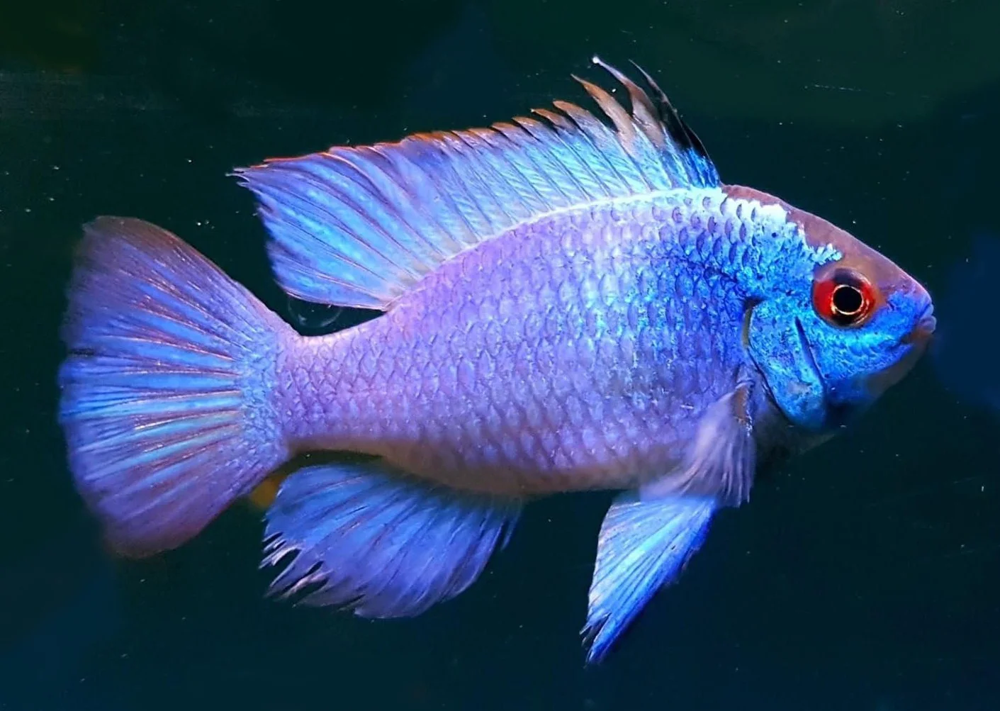 Electric Blue Ramirezi 3-3,5cm