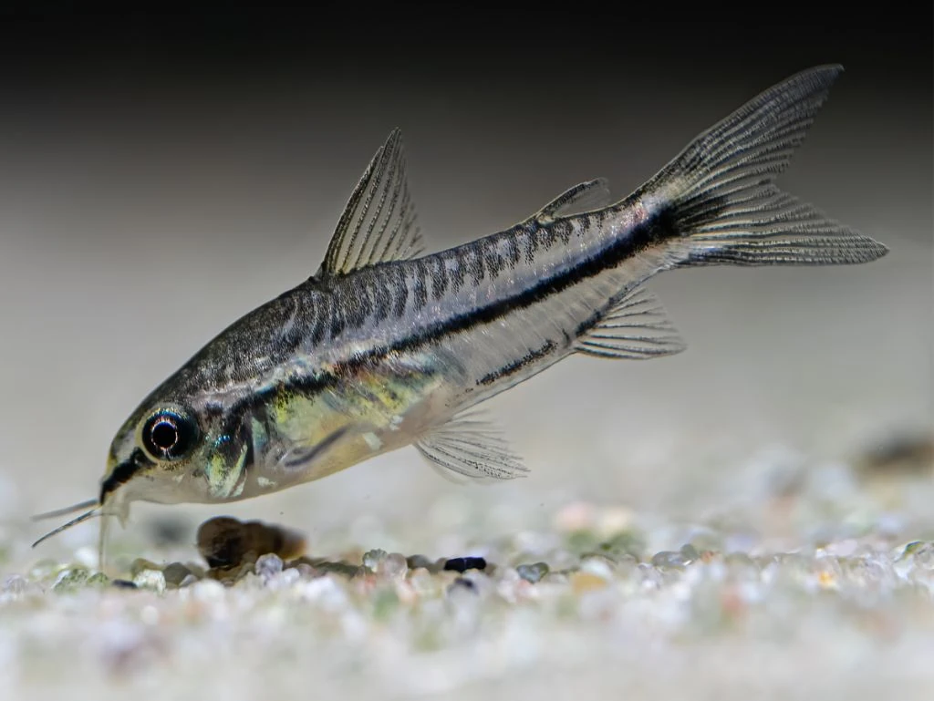 Pigme Corydoras 2-2,5cm 10 adet