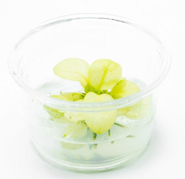 Anubias Nana Marble White Mini Vitro