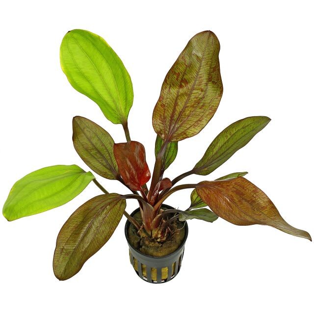 Echinodorus 'Fancy Twist'