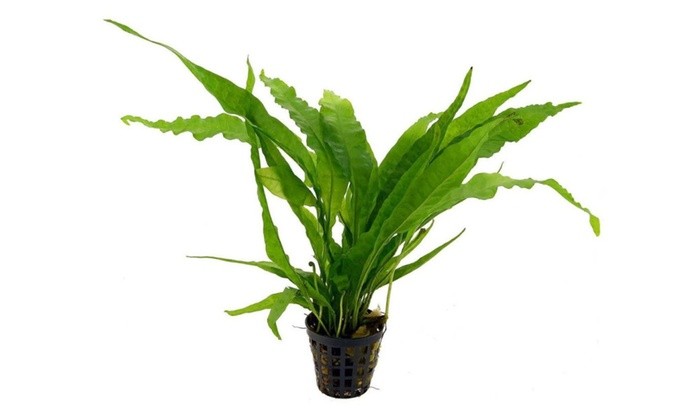 Microsorium Pteropus (java fern) Bağ