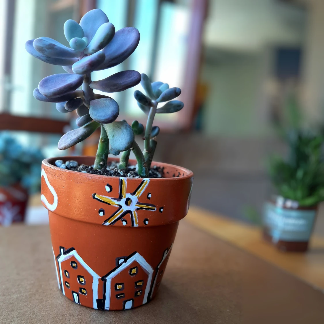 Ev Desenli Saksı ve Sukulent