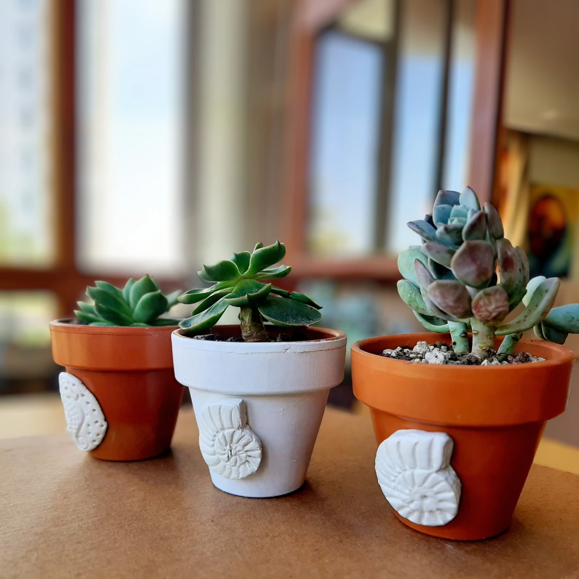 Kabartma Desenli Saksı ve Sukulent - 3'lü Set