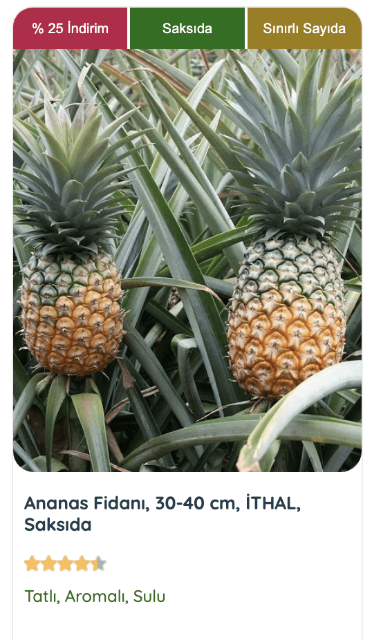 Saksıda yetişen sağlıklı bir ananas bitkisi. Evde ananas yetiştirmek çok kolay!