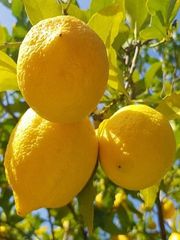 Limon
