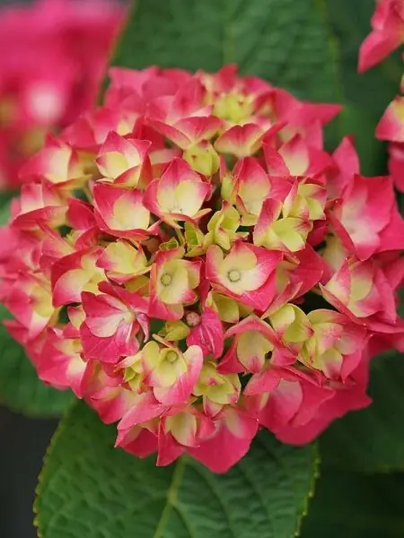 Ortanca Fidanı, fidanistanbul internetten Hydrangea macrophylla