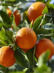 Mandalina