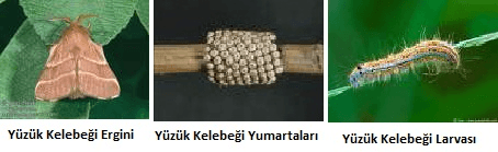 Yüzük kelebeği, ağaç yapraklarını yok ederek bahçenize zarar verebilir. Fidanistanbul.com’un deneyimli ekibi, bu zararlıya karşı en uygun çözüm yöntemlerini sunar.