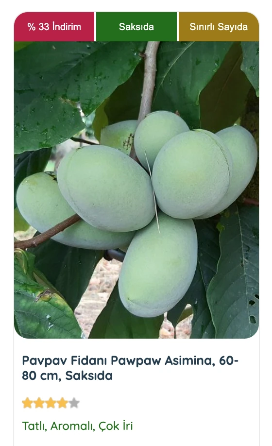 Pawpaw fidanı, çapraz tozlanma gerektiren bir meyve ağacı. Soğuk iklimlere dayanıklıdır ve doğru toprak seçimi ile sağlıklı şekilde yetiştirilebilir.