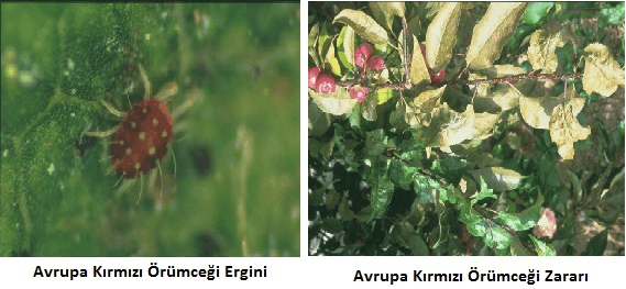 Avrupa kırmızı örümceği ergini ve vermiş olduğu zarar.