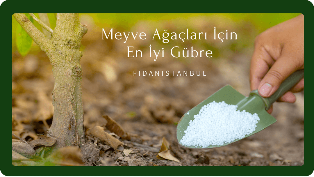Organik gübreler, toprağı zenginleştirir ve ağaçların doğal bir şekilde büyümesini destekler. 