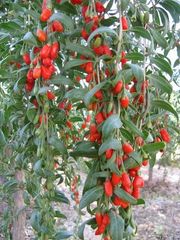 Goji
