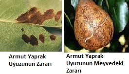 Armut yaprak uyuzu, zararı ve verdiği zarar.