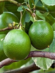 Bergamot