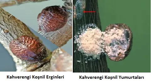 Bitkilere zarar veren zararlı bir türün farklı yaşam evreleri.