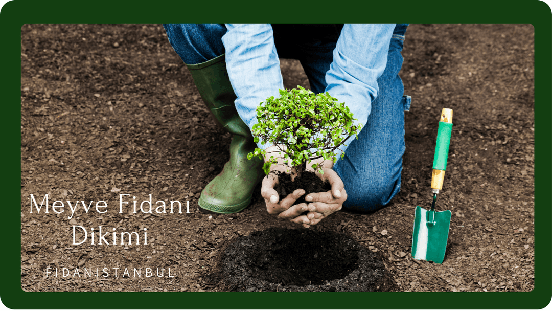 Uygun dikim zamanı, ağaçların büyüme potansiyelini artırır.