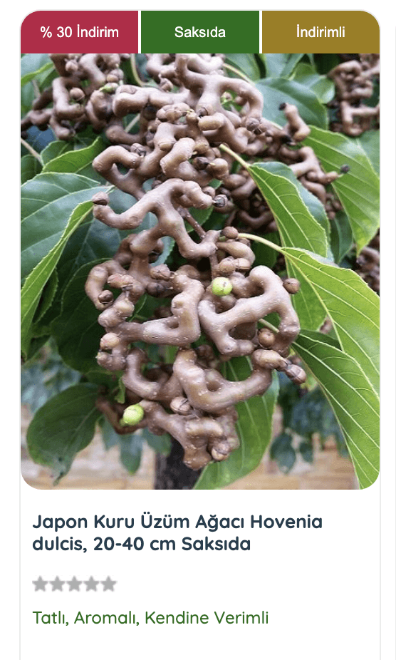 Japon kuru üzümü meyveleri. Tatlı ve sulu olan bu meyveler, taze tüketildiği gibi kurutularak da uzun süre saklanabilir.