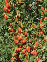Goji