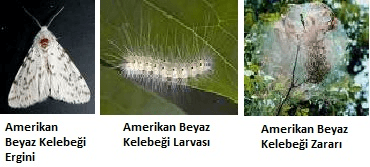 Bitkilere zarar veren zararlı bir türün farklı yaşam evreleri ve verdiği zarar.