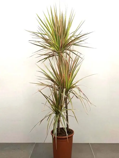 Dracena Marginata Tricolor, fidanistanbul Dracena iei siparii ve  Marginata Tricolor bitkisi sat | Fidan Tohum Saks Sebze fidesi ve Meyve  Fidan