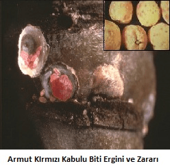 Armut ağaçlarının kabuğunda zarar oluşturan zararlı türün yakın görüntüsü