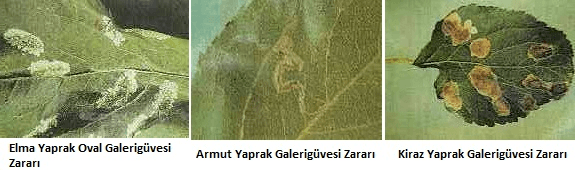 Yaprak Galerisi Güveleri: Bitkilerinizin Sağlığını Tehdit Eden Sessiz Düşman!