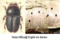 Yapraklarda kahverengi lekeler mi belirdi? Armut fidanlarınız yazıcı böceklerinin tehdidi altında olabilir! Fidanistanbul.com’un deneyimli ekibiyle fidanlarınızı koruma altına alın.