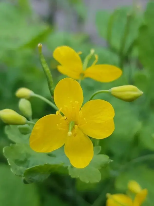 Kırlangıç Otu Fidanı Satın Al | En Uygun Fiyatlarla | Doğal ve Şifalı Bitki