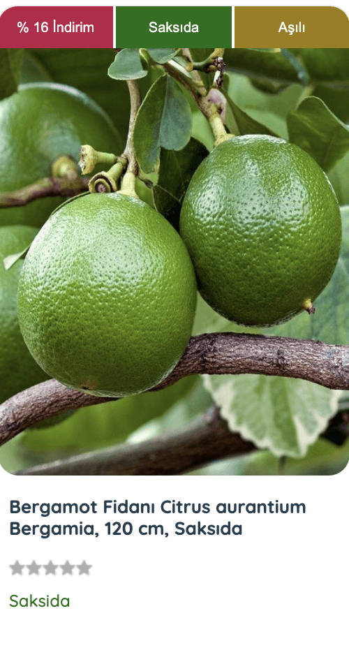 Saksıda yetiştirilen sağlıklı bir bergamot fidanı. Bergamot fidanı, evinizde veya bahçenizde yetiştirebileceğiniz aromatik bir bitkidir.