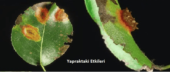 Armut fidanlarınızın yapraklarında pas rengi lekeler mi fark ettiniz? Bu, memeli pas hastalığının belirtisi olabilir. Fidanistanbul.com’un uzmanları, bitkilerinizi korumanız için en etkili yöntemleri sunuyor.