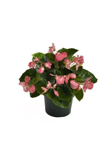 専用　ご確認用　Begonia 2点 Bodur Begonya, Begonia x benariensis, fidanistanbul internetten