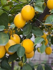 Limon