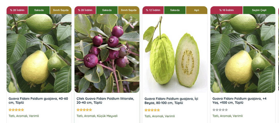 Taze ve sulu guava meyvesi. Guava fidanı ile siz de kendi guava ağacınızı yetiştirebilirsiniz.
